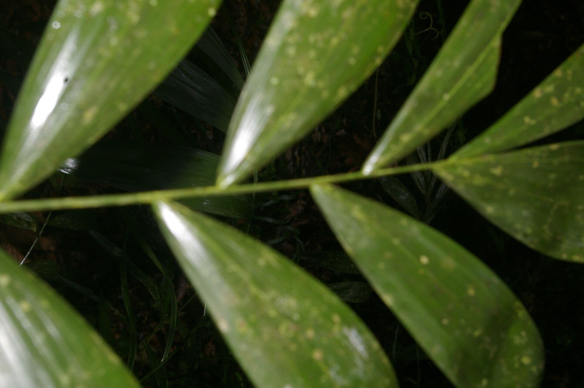 Neonicholsonia 4