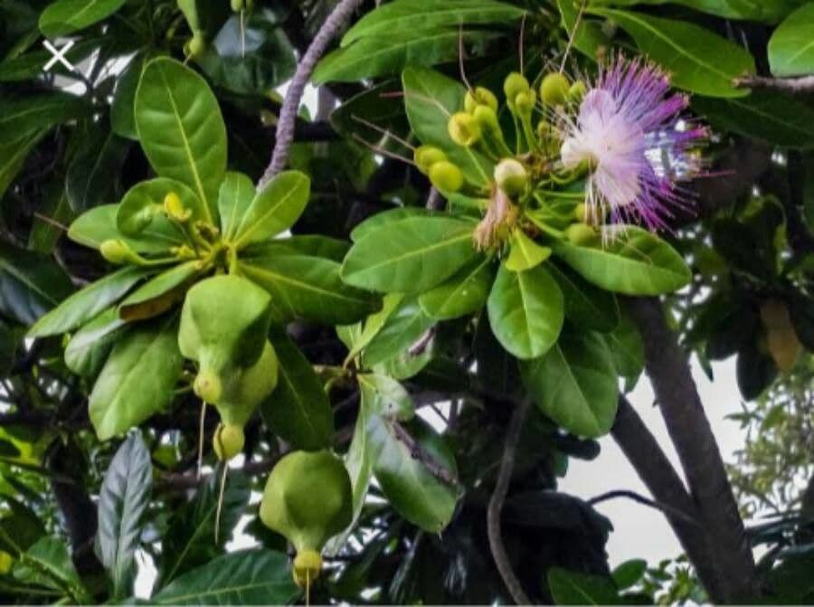 Barringtonia 20