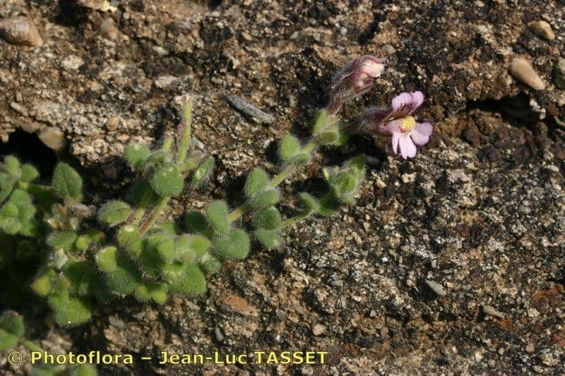 Chaenorhinum villosum 15