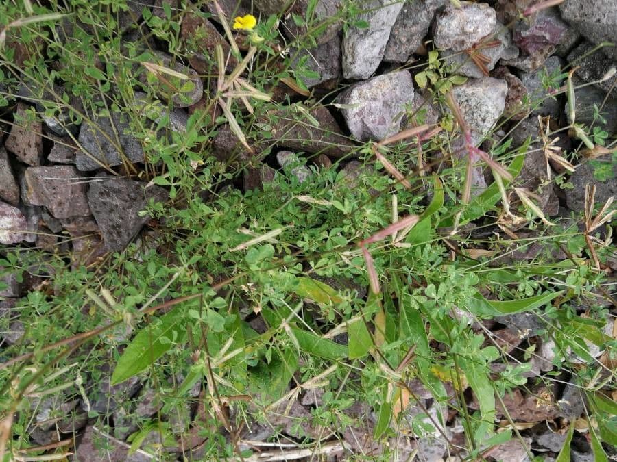 Ornithopus pinnatus 17