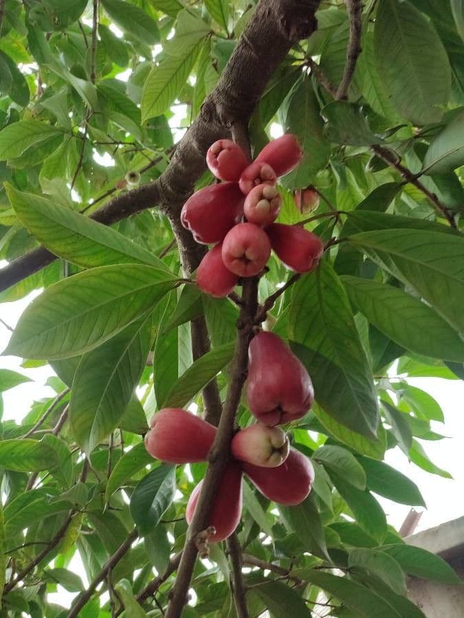 Syzygium malaccense 2