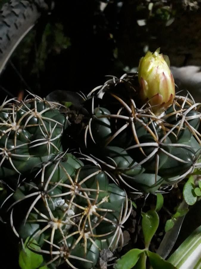 Thelocactus hexaedrophorus 14