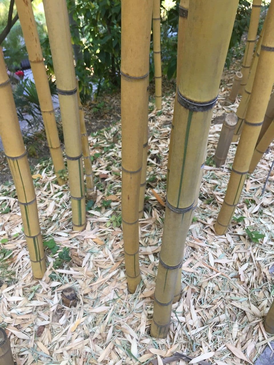 Bambù 10