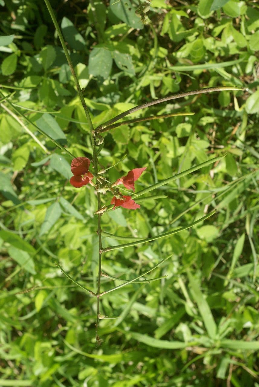 Macroptilium lathyroides 25