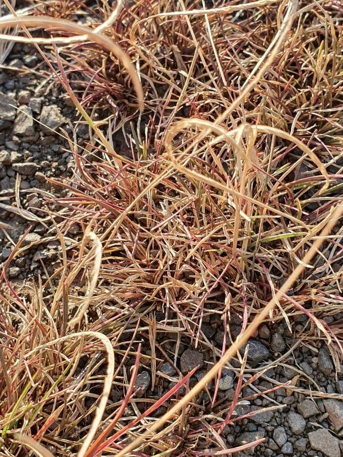Microchloa 11