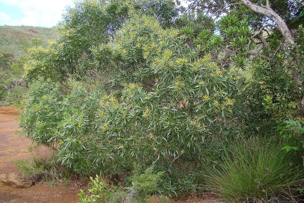 Acacia 11