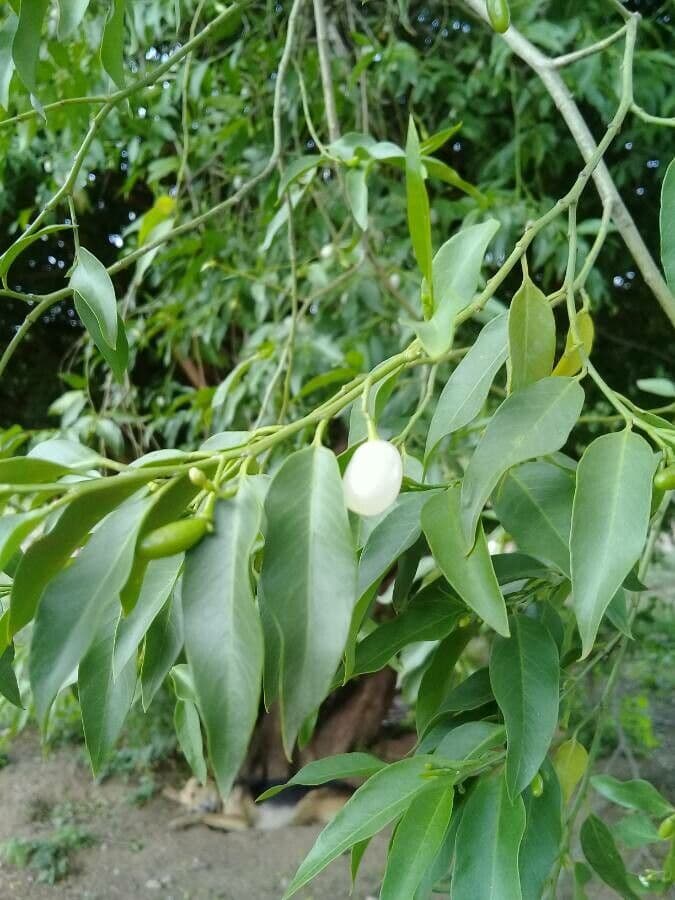 Vallesia 10