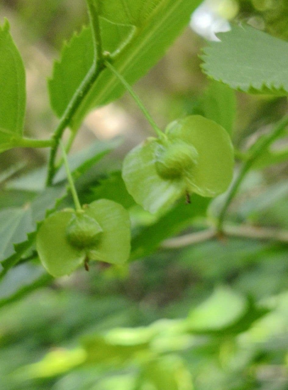 Pteroceltis 3