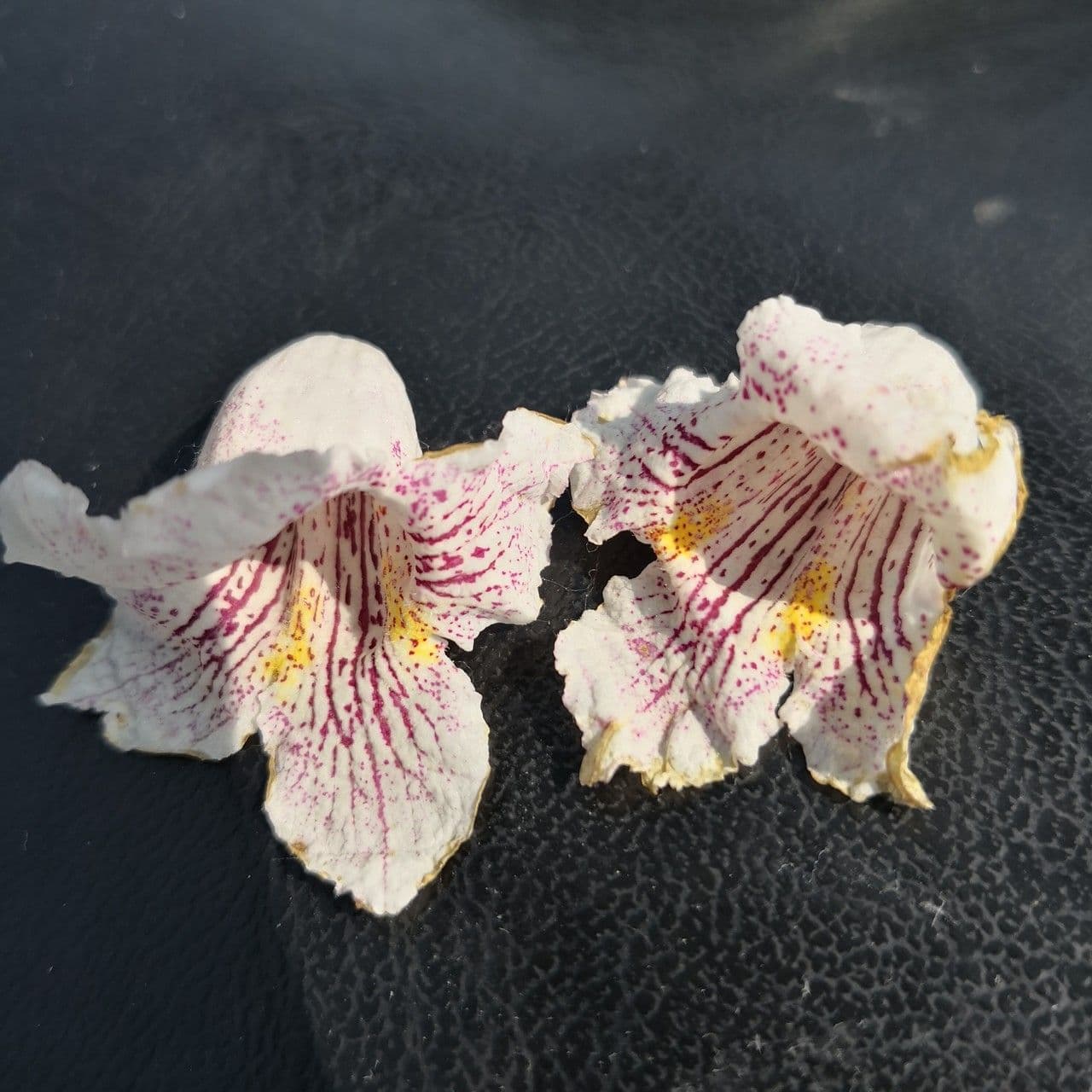 Catalpa di Bunge 5