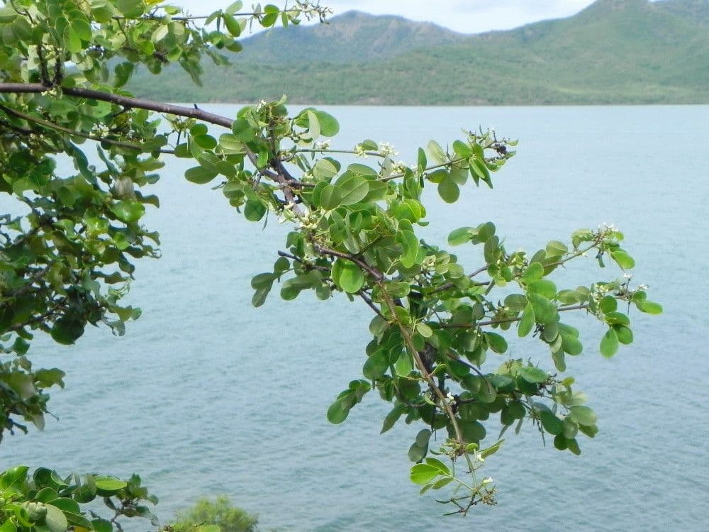 Dalbergia 8