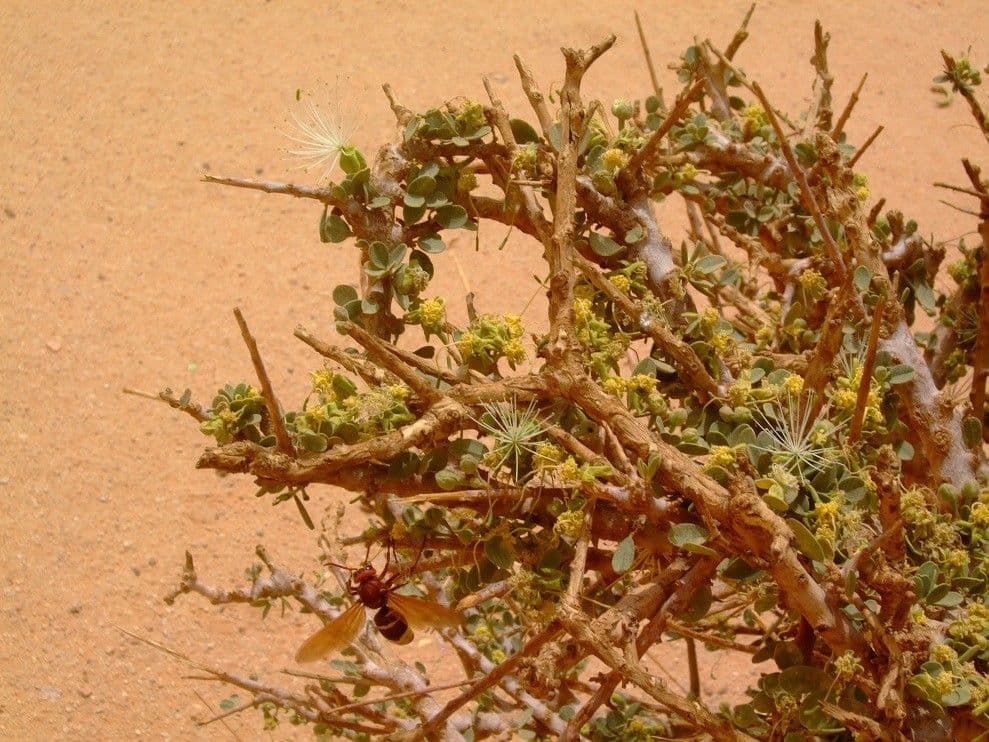 Dickblättrige Maerua 12