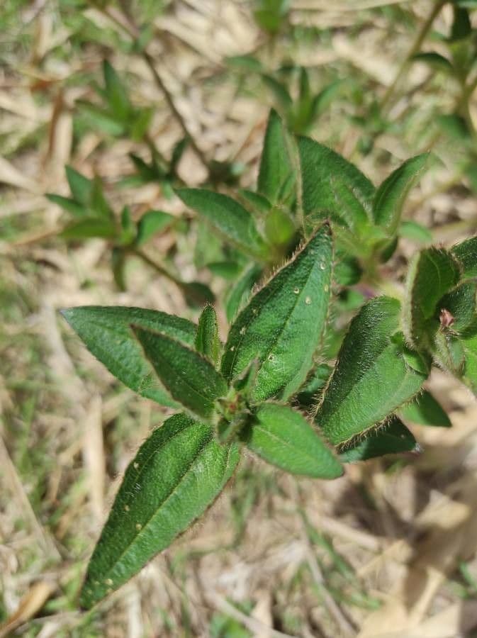 Rhexia virginica 11
