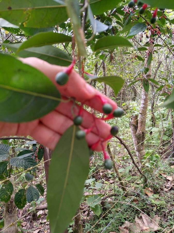 Ocotea