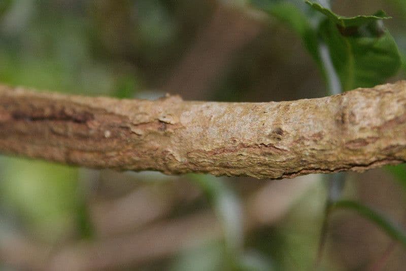 Ocotea 19