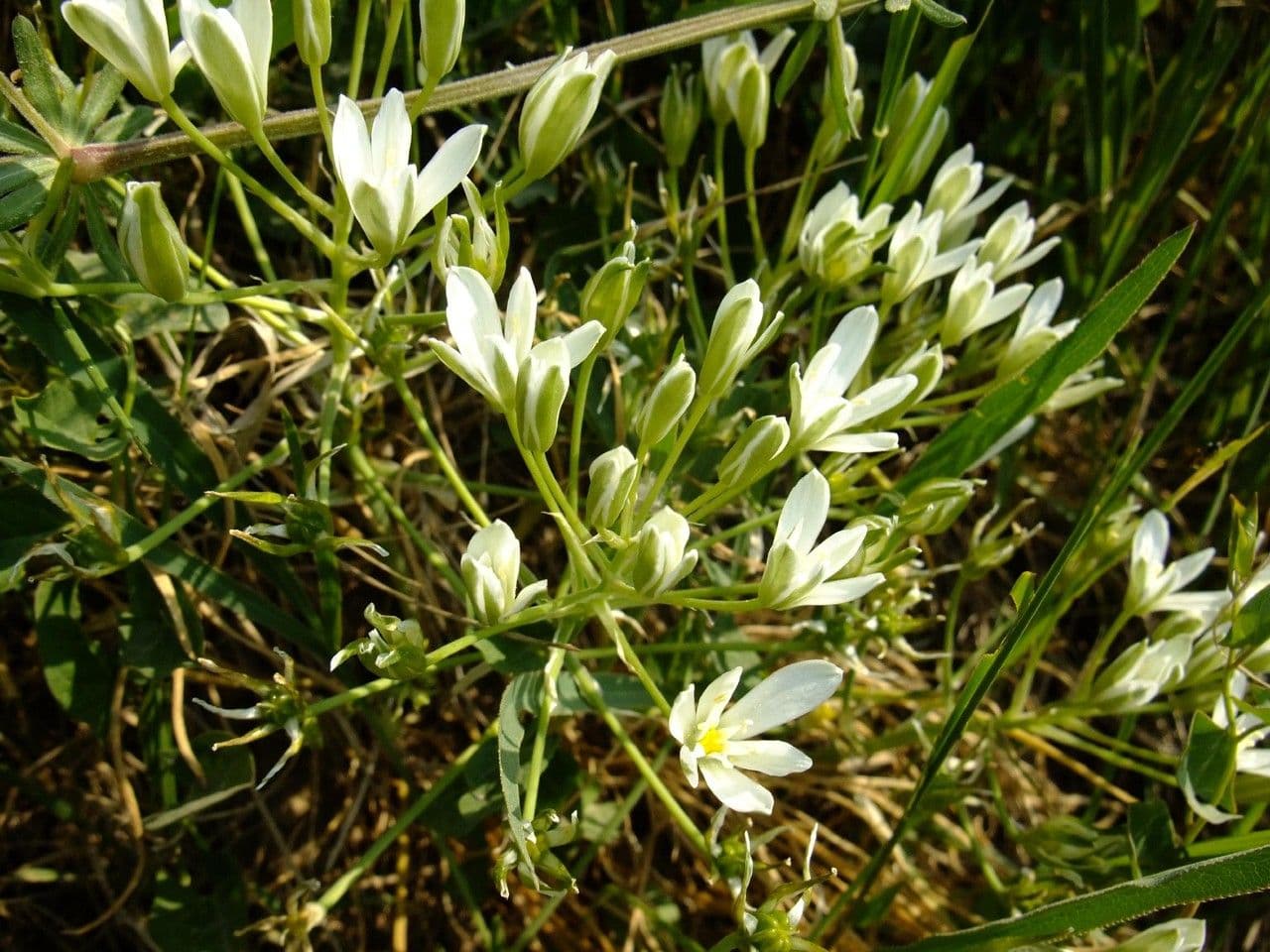 Ornithogalum gussonei 10