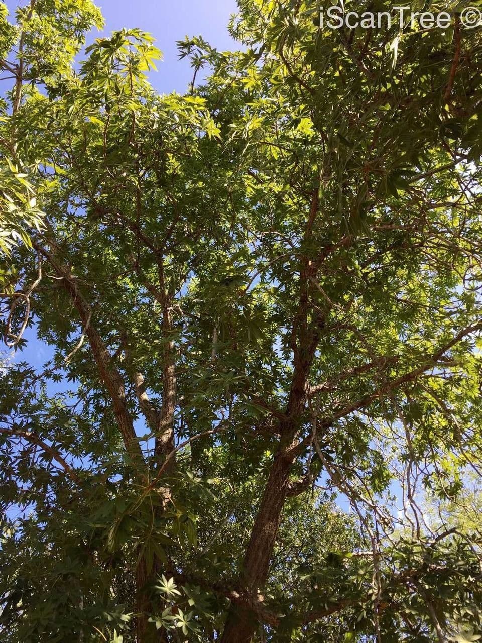 Sterculia 9