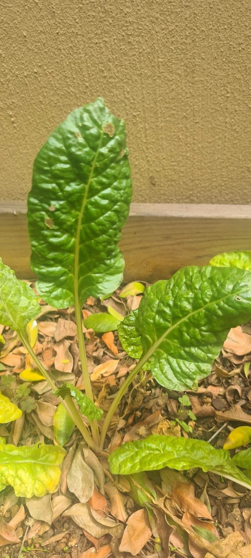 Spinaci 5