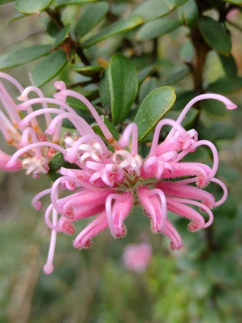 Grevillea sericea 4
