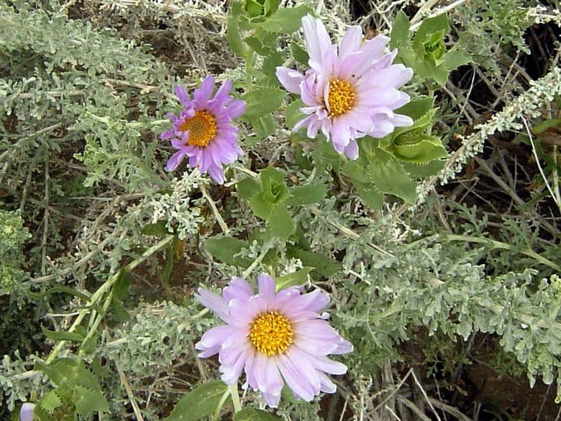 Xylorhiza