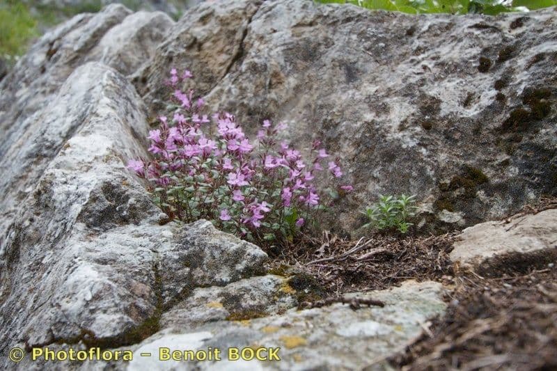 Micromeria marginata 7