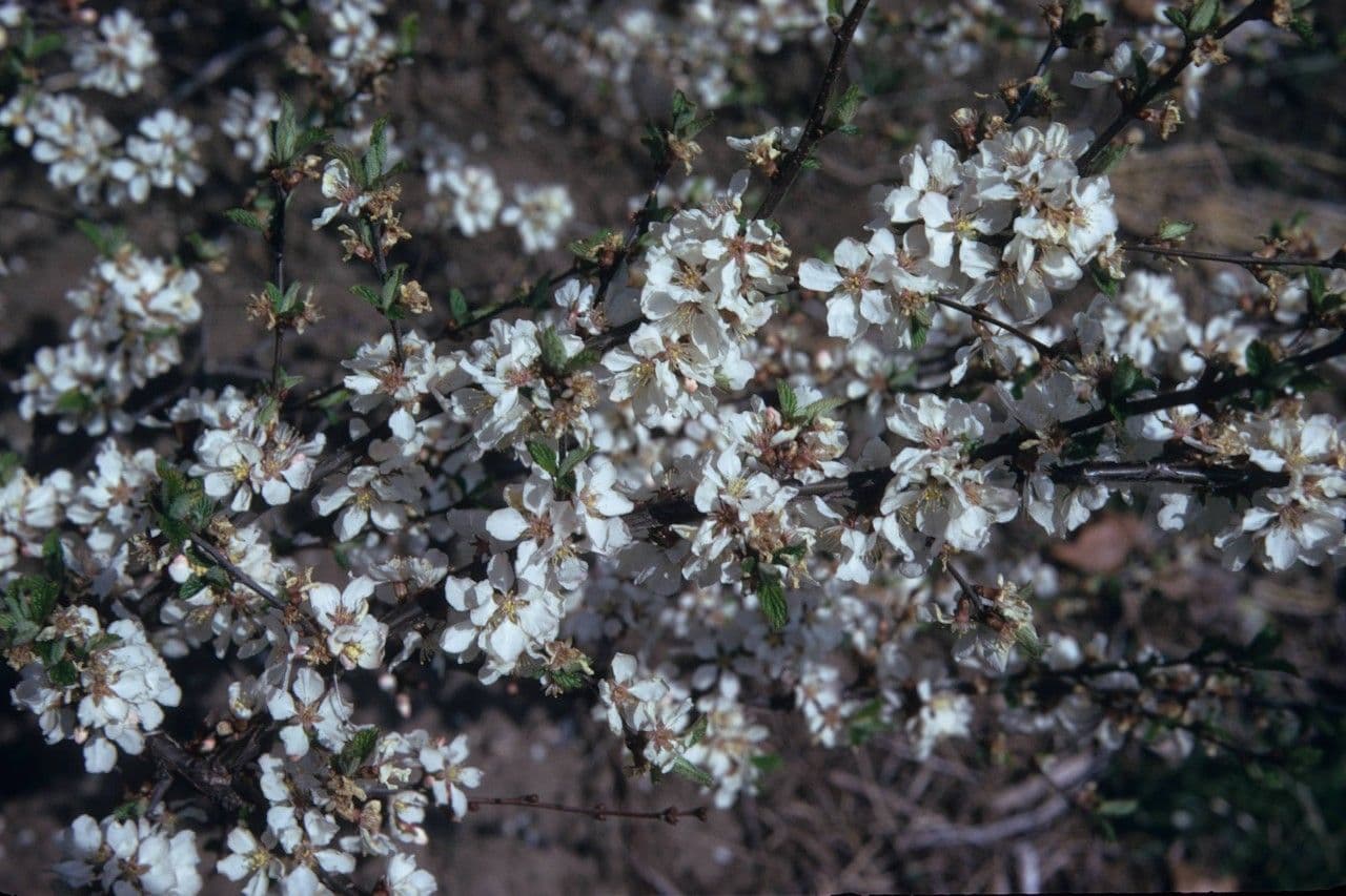 Prunus tomentosa 21