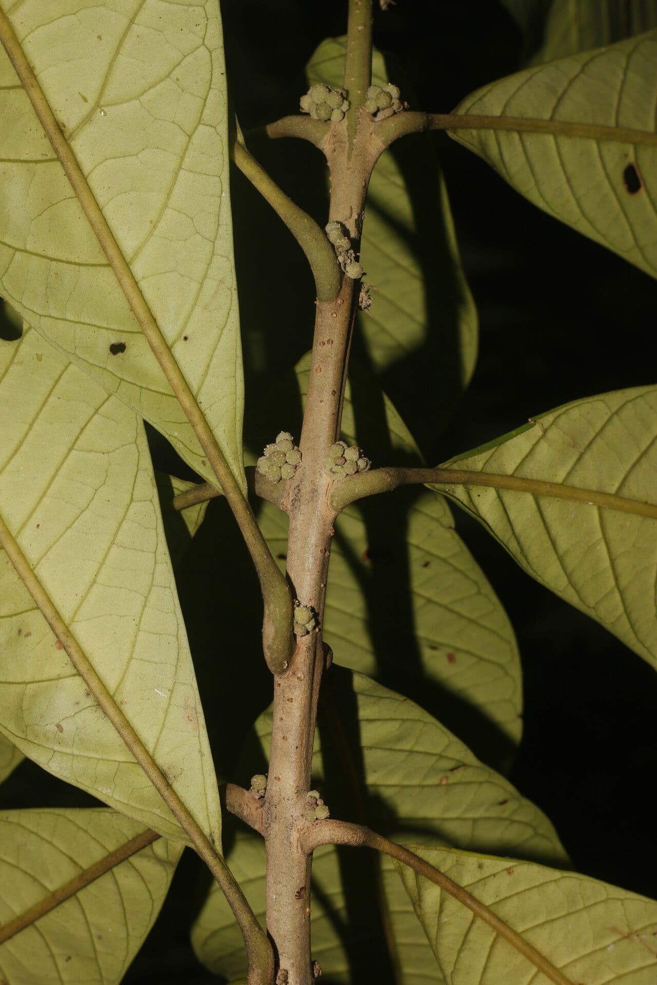 Aegiphila 5