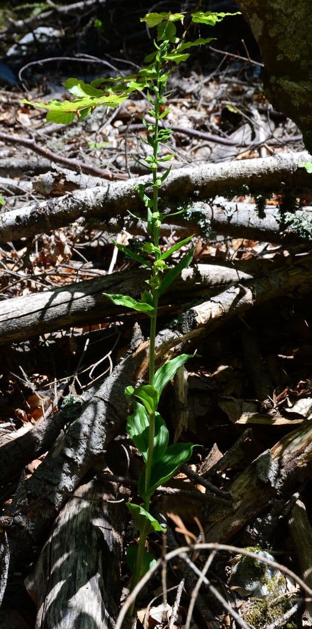 Epipactis leptochila 10