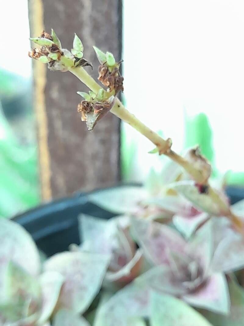 Crassula 11