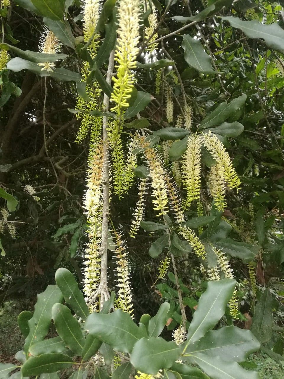 Macadamianuss 6