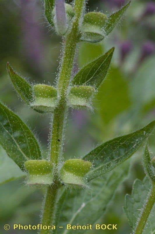 Tarczyca Columny 23