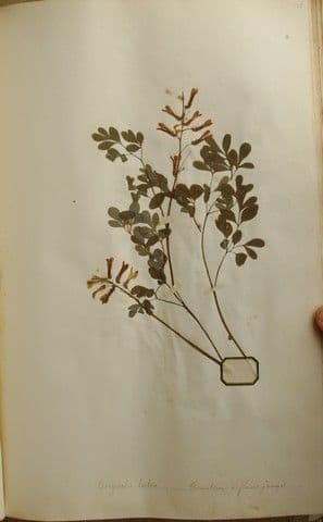 Colombina gialla 25