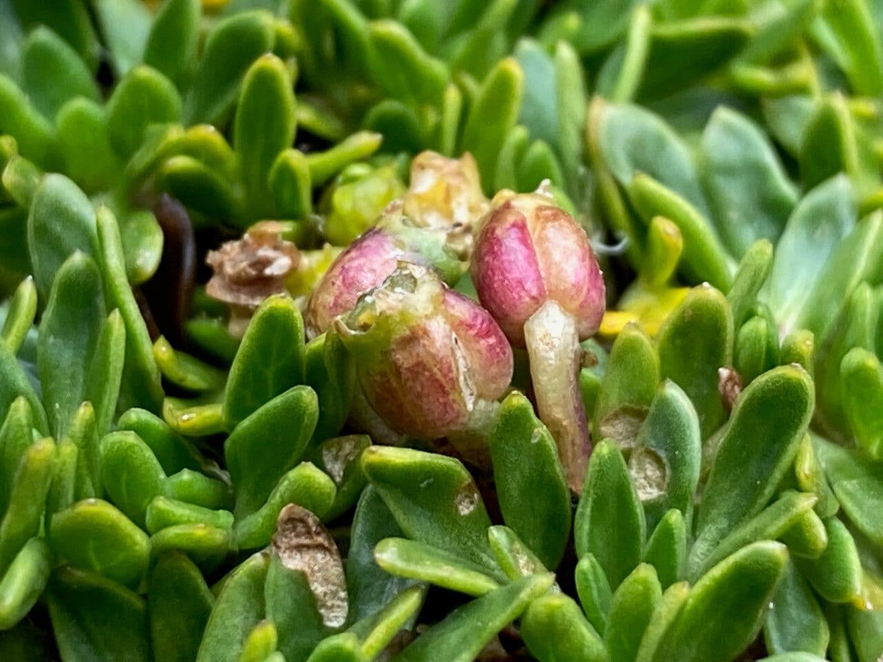 Azorella 4