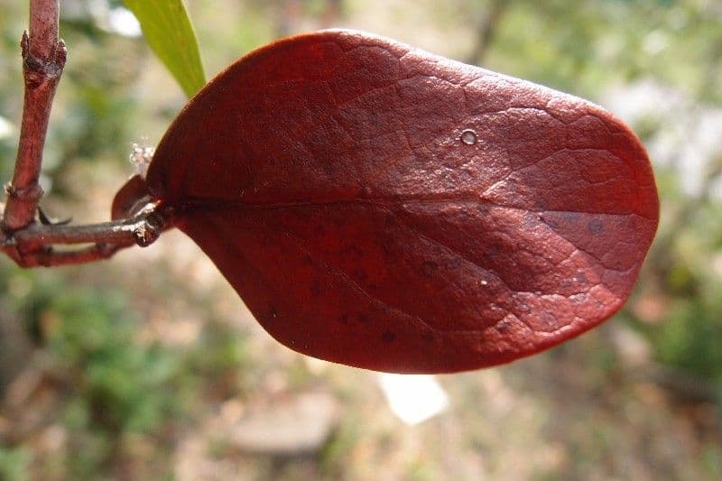 Pyrostria 14