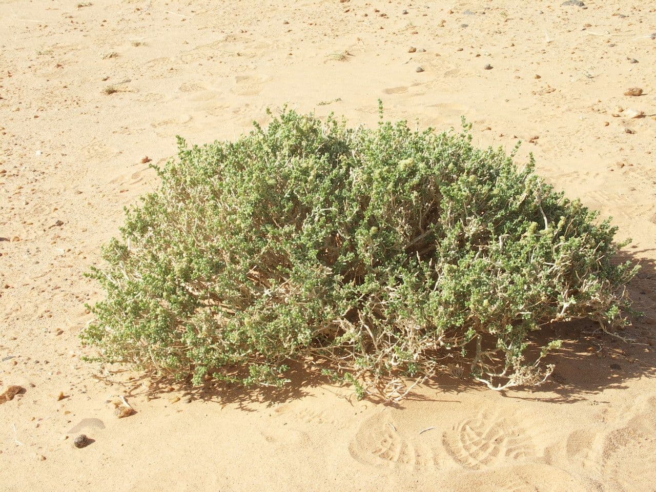 Nucularia 8