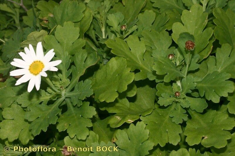 Argyranthemum 3