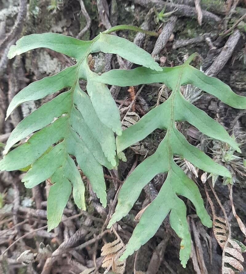 Polypode faux doré