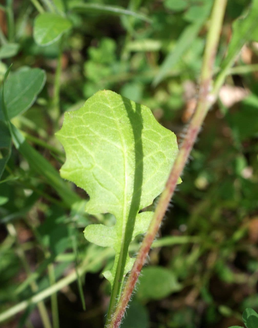 Rhagadiolus 19