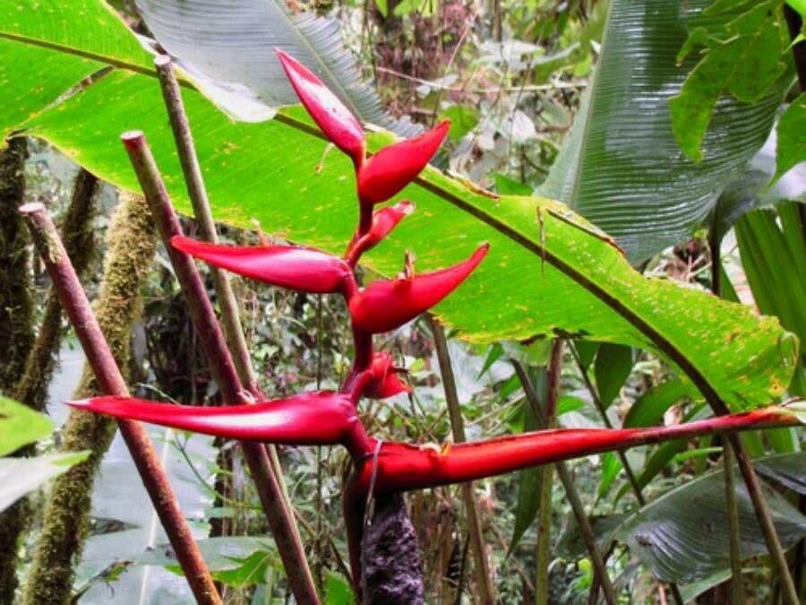 Heliconia 5