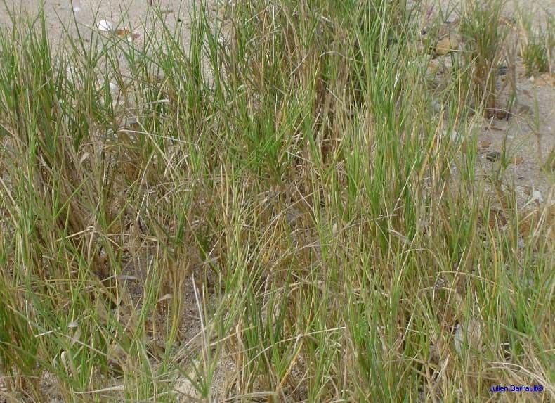 Sporobolus virginicus 3