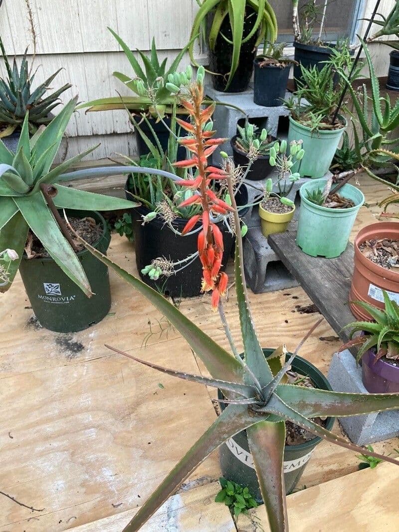 Aloe