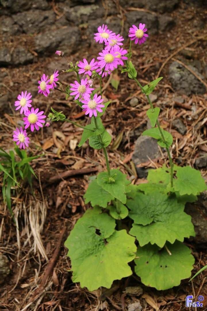 Pericallis 10
