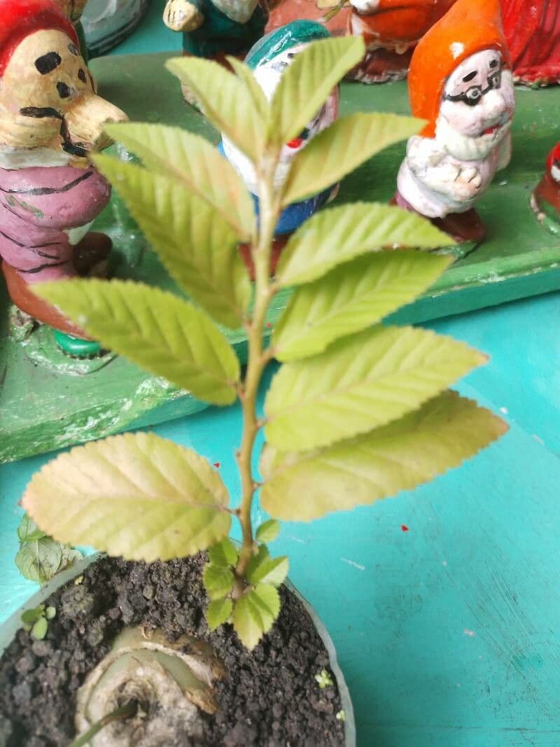Olmo siberiano 4