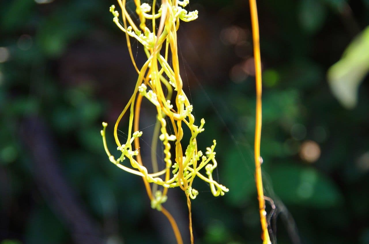 Cuscuta 11