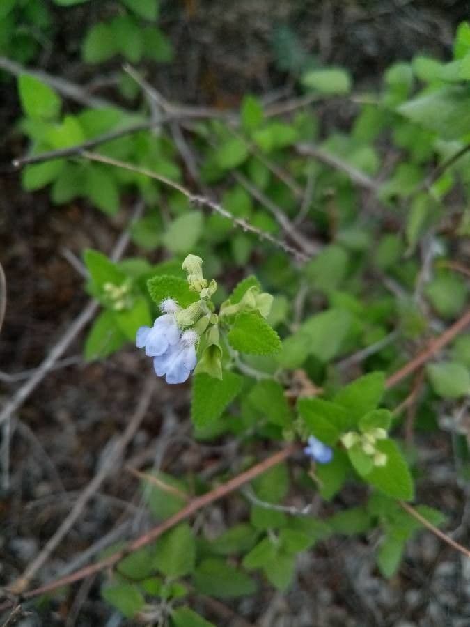 Salvia a grappoli 13