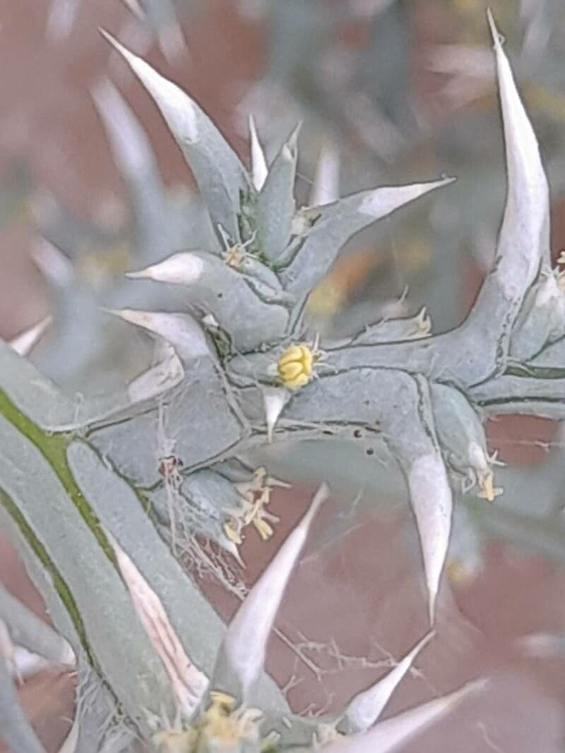 Cornulaca 4