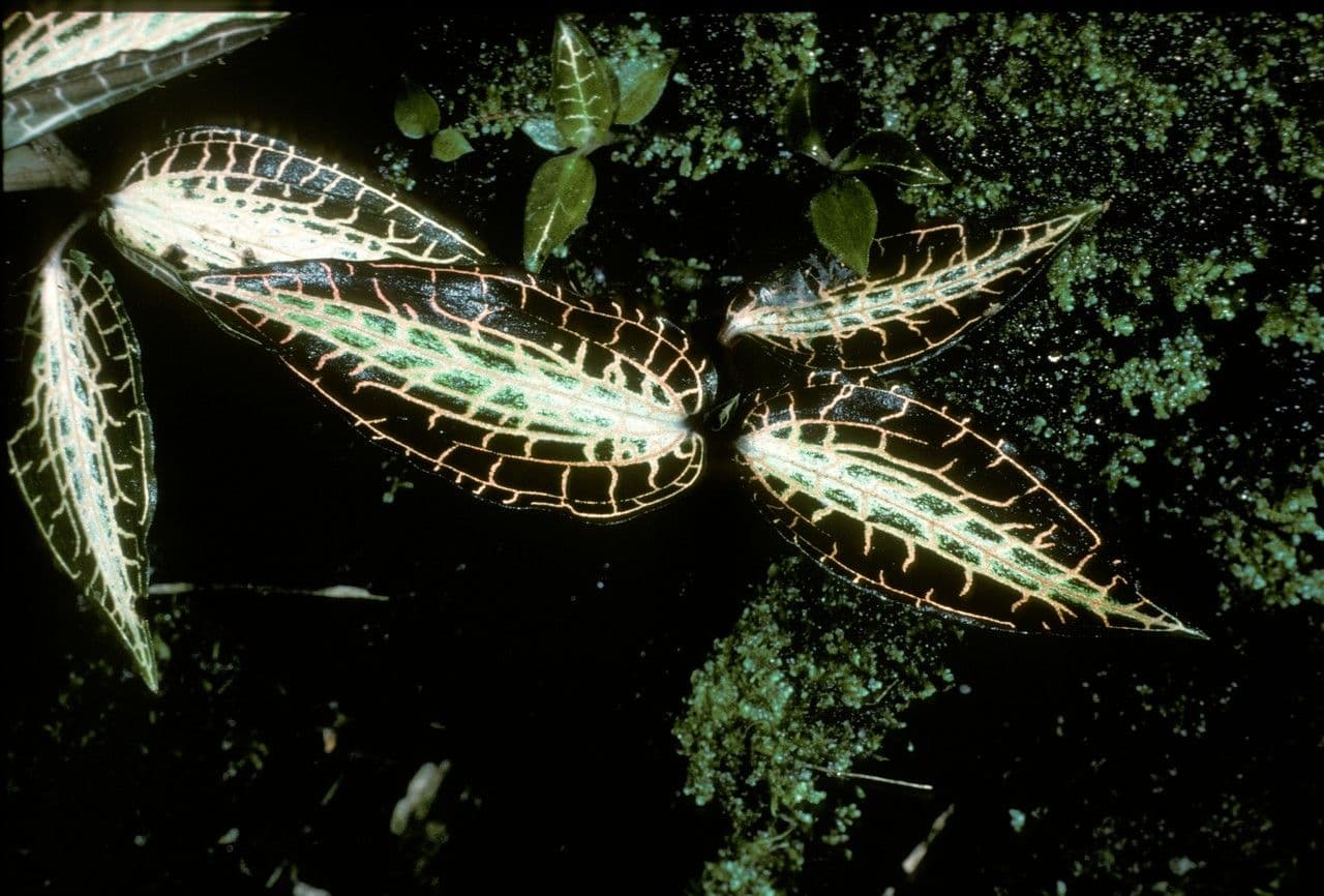 Anoectochilus 4