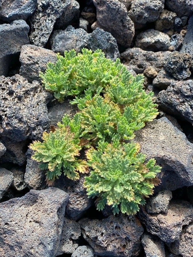 Argyranthemum 12