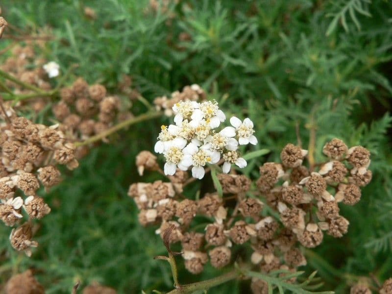 Chamomile-leaved Yarrow 3
