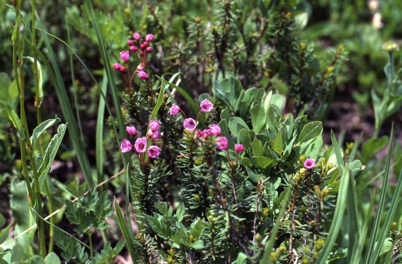 Phyllodoce rosata 6