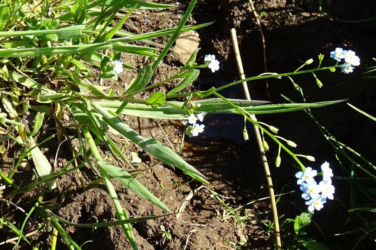 Forget-me-not 15